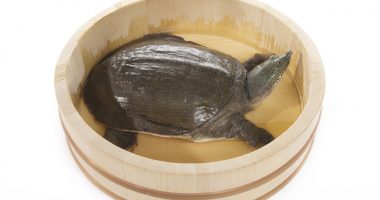 すっぽんのベストなサイズは?食べ頃を見抜くコツをお教えします